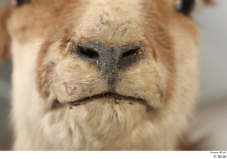 Alpine chamois Rupicapra rupicapra mouth nose 0005.jpg